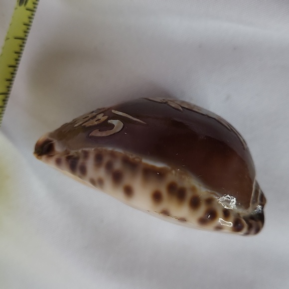 Horoscope Tiger Cowry Seashell Scrimshaw Carved Capricorn Perfect Cypraea Tigris - Picture 6 of 8